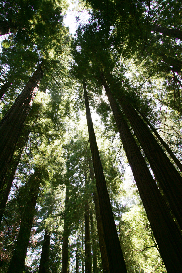 Redwood Trees at Muir Woods Mill Valley, California. 