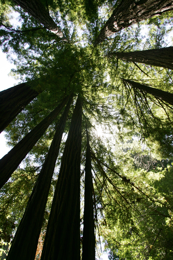 Redwood Trees at Muir Woods Mill Valley, California.