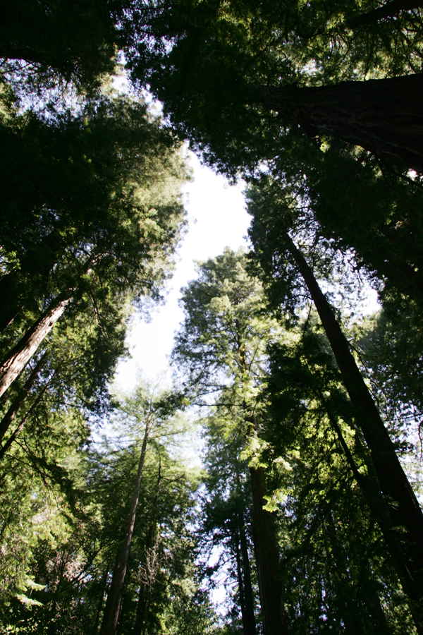 Redwood Trees at Muir Woods Mill Valley, California.