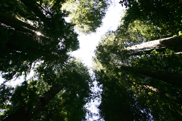 Redwood Trees at Muir Woods Mill Valley, California.