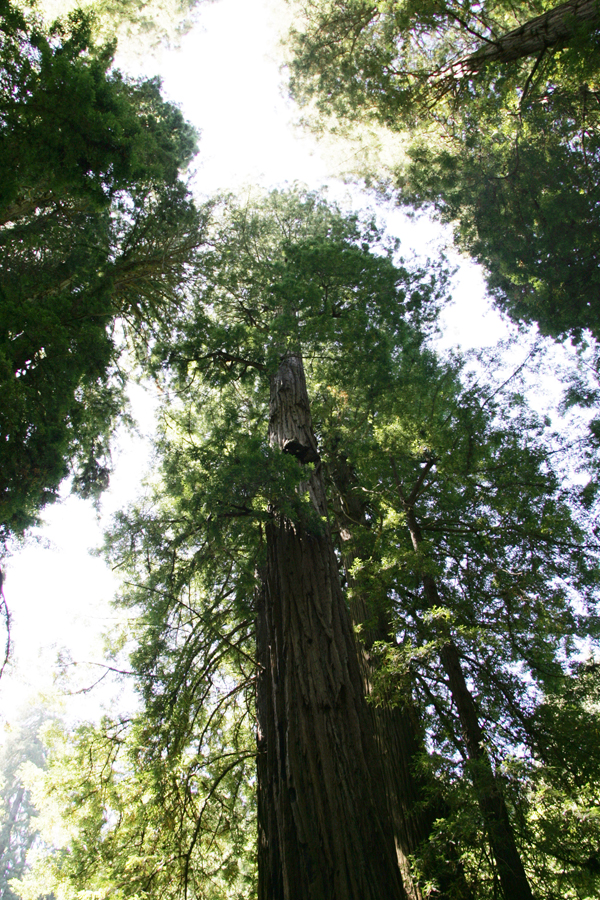 Redwood Trees at Muir Woods Mill Valley, California.