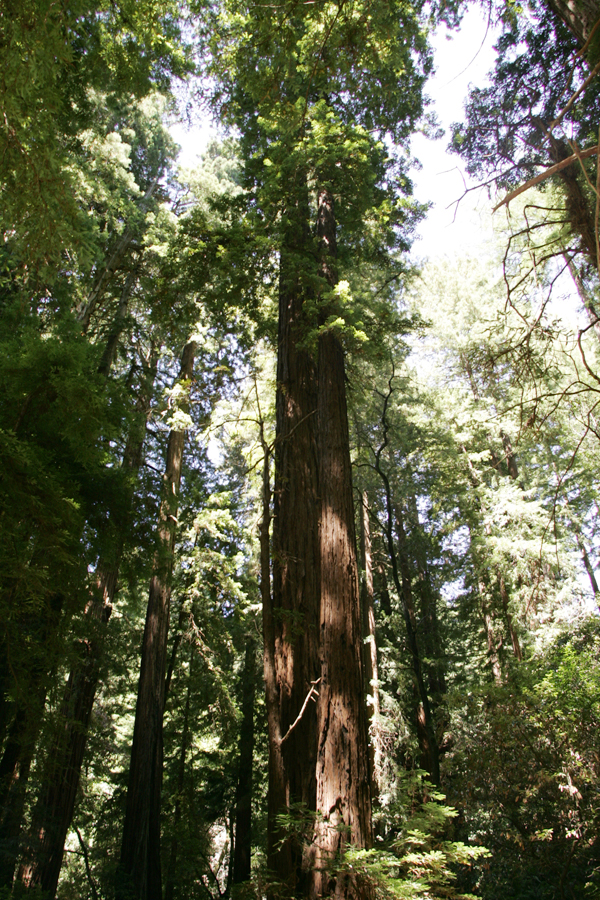 Redwood Trees at Muir Woods Mill Valley, California.