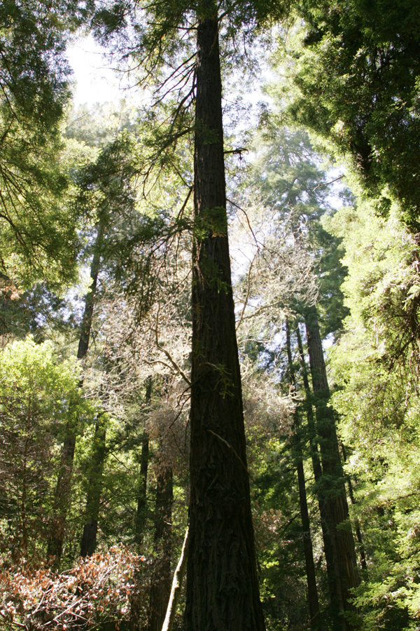 Redwood Trees at Muir Woods Mill Valley, California.