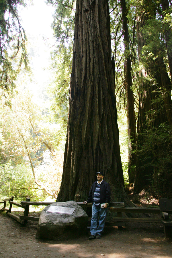 Redwood Trees at Muir Woods Mill Valley, California.