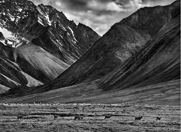 Alaska US in the New York Times Magazine. Photographed by Brazilian social documentary photographer and photojournalist Sebastiao Salgado.