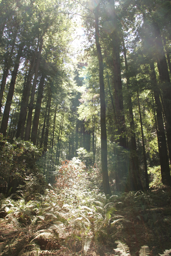 Redwood Trees at Muir Woods Mill Valley, California. 