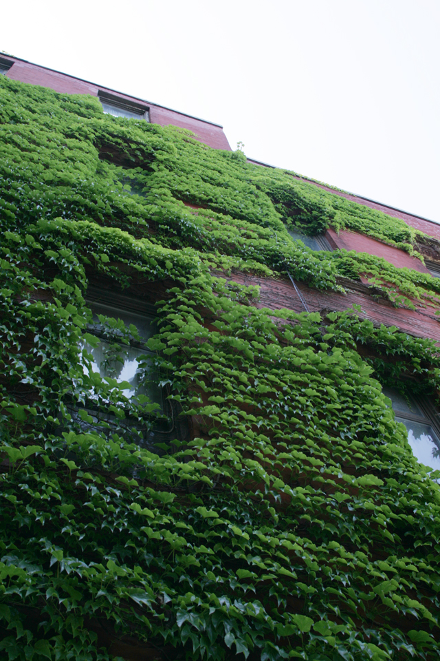 Brooklyn NY ivy covered building.