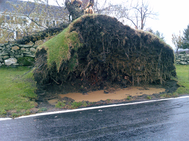 Fallen tree in Pawling NY after the 2012 Hurricane Sandy.