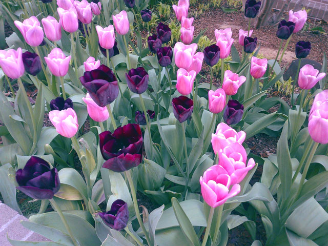 Pink and purple tulips in NYC.