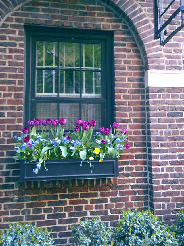 Window flower box in NYC.